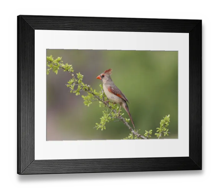 Framed Print : Female Northern Cardinal. Rio Grande Valley, Texas Framed Print : Female Northern Cardinal. Rio Grande Valley, Texas
