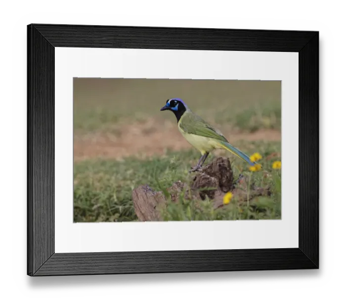 Framed Print : Green jay. Rio Grande Valley, Texas Framed Print : Green jay. Rio Grande Valley, Texas