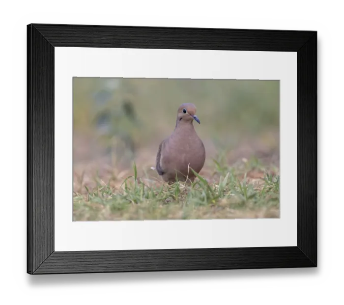 Framed Print : Ruddy ground dove, Rio Grande Valley, Texas