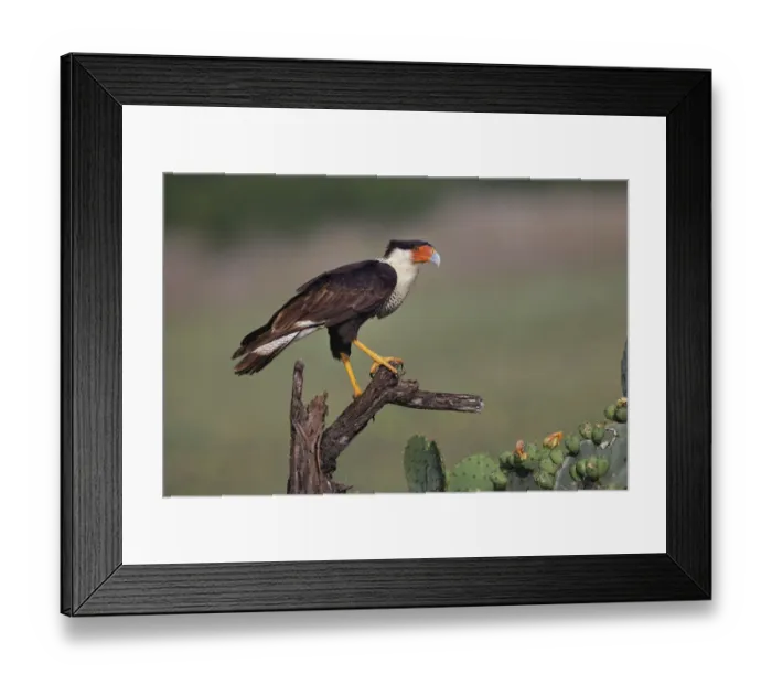 Framed Print : Crested caracara. Rio Grande Valley, Texas Framed Print : Crested caracara. Rio Grande Valley, Texas