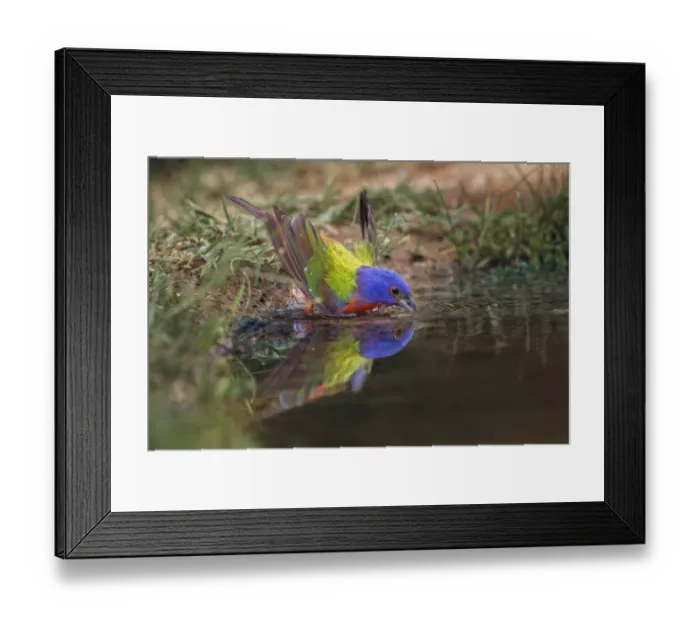 Framed Print : Male Painted bunting bathing in small pond in the desert. Rio Grande Valley, Texas Framed Print : Male Painted bunting bathing in small pond in the desert. Rio Grande Valley, Texas
