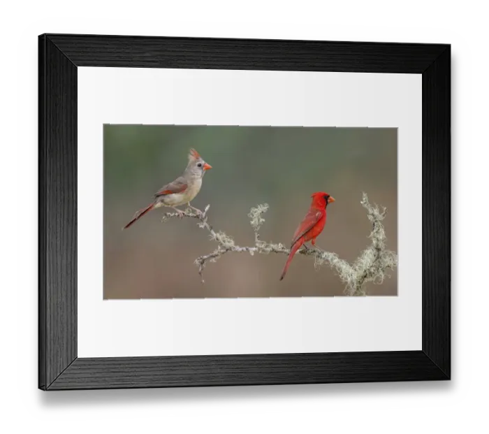 Framed Print : Male and female Northern Cardinals. Rio Grande Valley, Texas Framed Print : Male and female Northern Cardinals. Rio Grande Valley, Texas