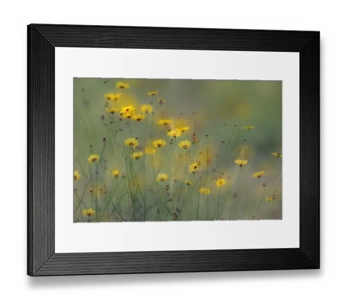 Framed Print : Soft focus view of coreopsis flowers, Rio Grande Valley, Texas Framed Print : Soft focus view of coreopsis flowers, Rio Grande Valley, Texas