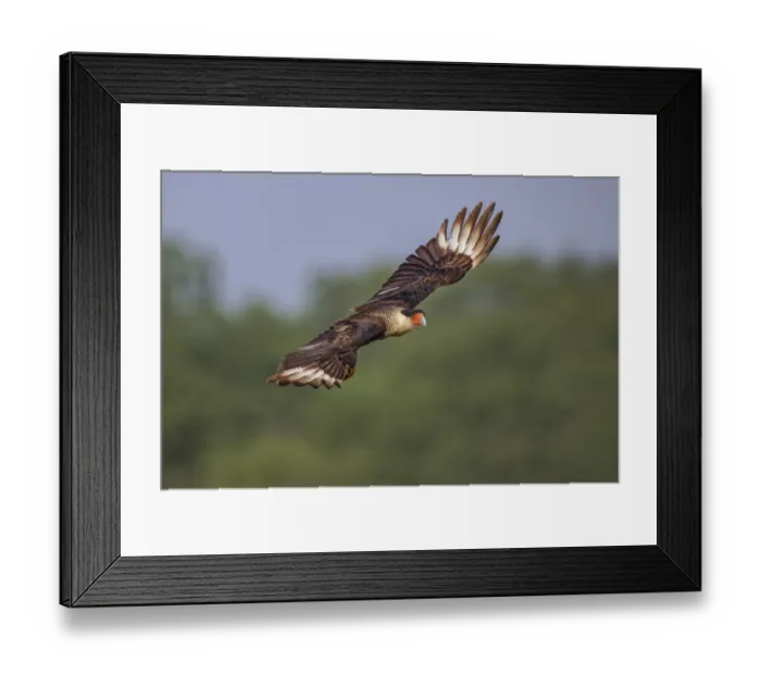 Framed Print : Crested caracara flying. Rio Grande Valley, Texas