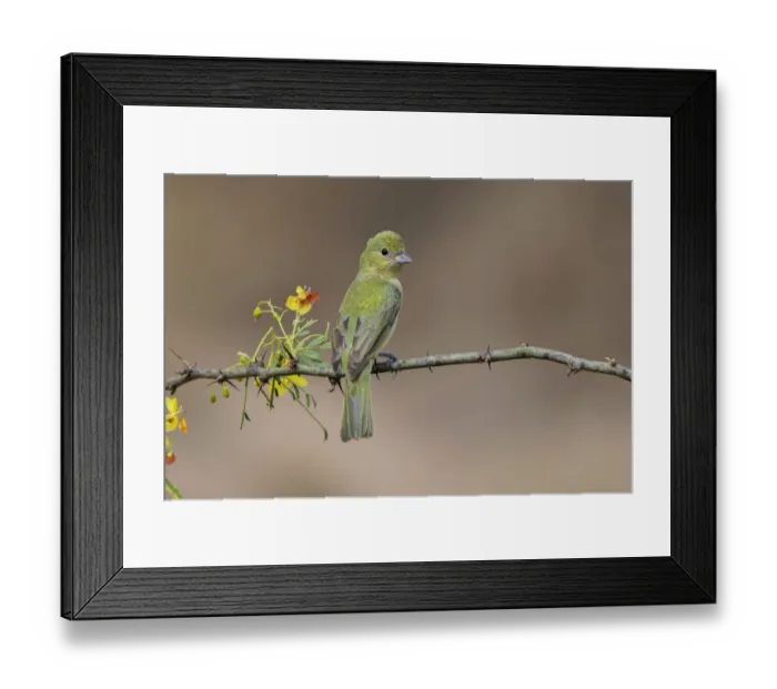 Framed Print : Female Painted bunting. Rio Grande Valley, Texas Framed Print : Female Painted bunting. Rio Grande Valley, Texas