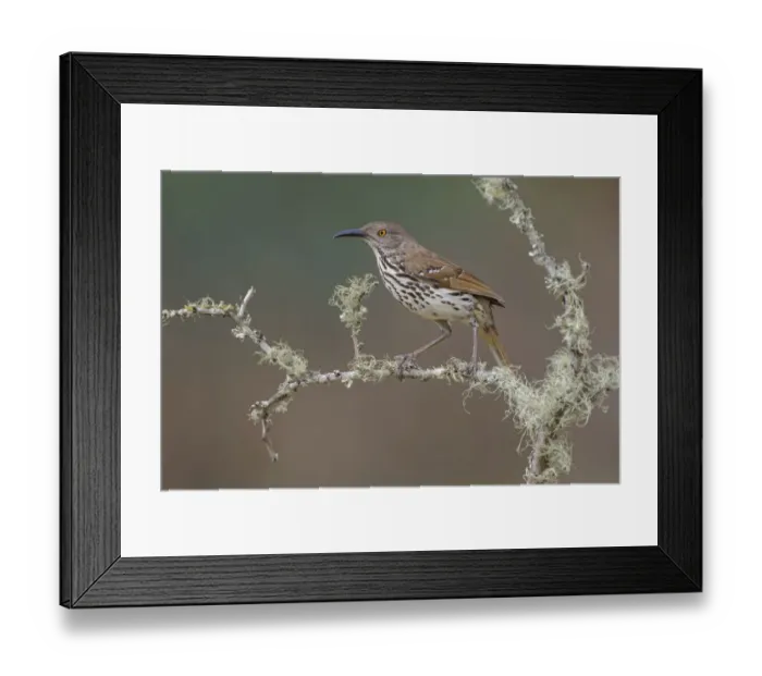 Framed Print : Long-billed thrasher, Rio Grande Valley, Texas Framed Print : Long-billed thrasher, Rio Grande Valley, Texas