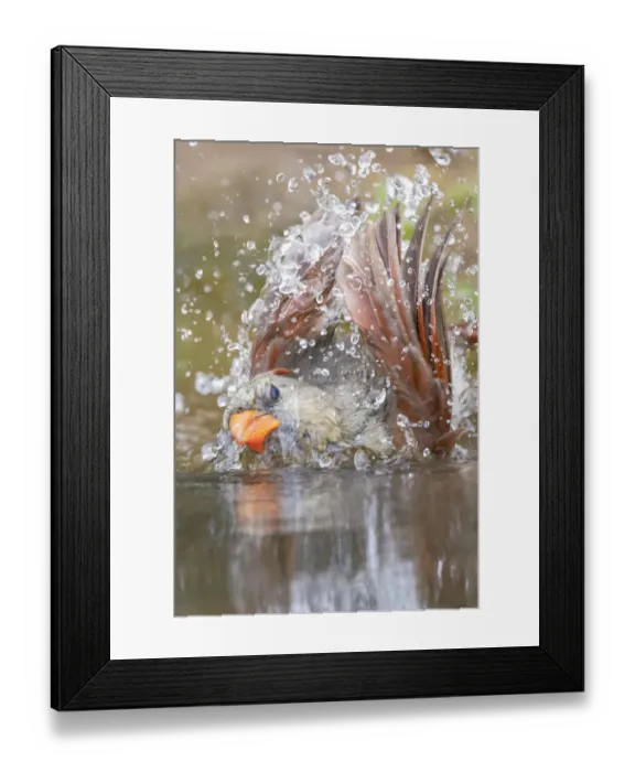 Framed Print : Female northern cardinal bathing. Rio Grande Valley, Texas
