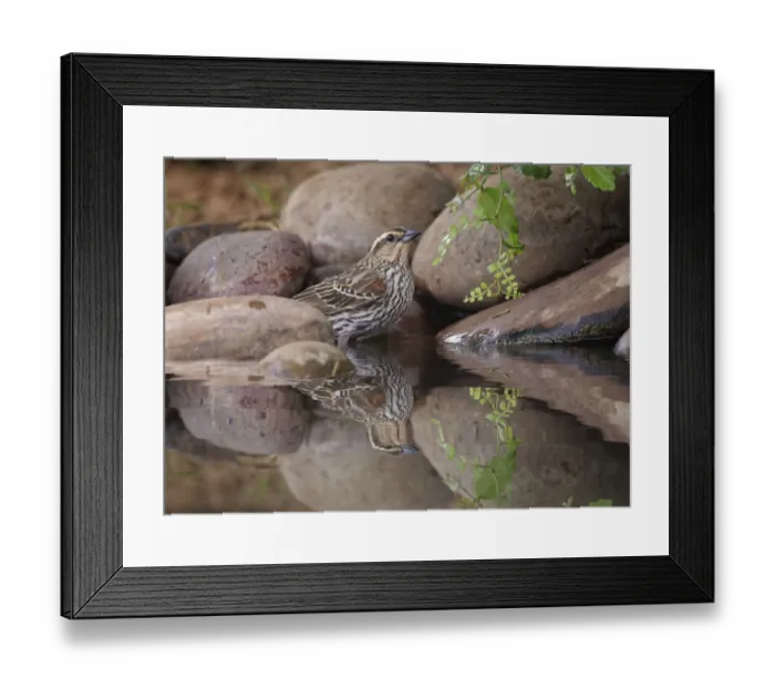 Framed Print : Red-winged blackbird. Rio Grande Valley, Texas Framed Print : Red-winged blackbird. Rio Grande Valley, Texas