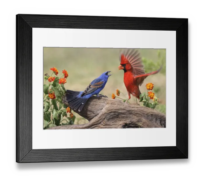 Framed Print : Blue grosbeak and male Northern cardinal fighting. Rio Grande Valley, Texas Framed Print : Blue grosbeak and male Northern cardinal fighting. Rio Grande Valley, Texas
