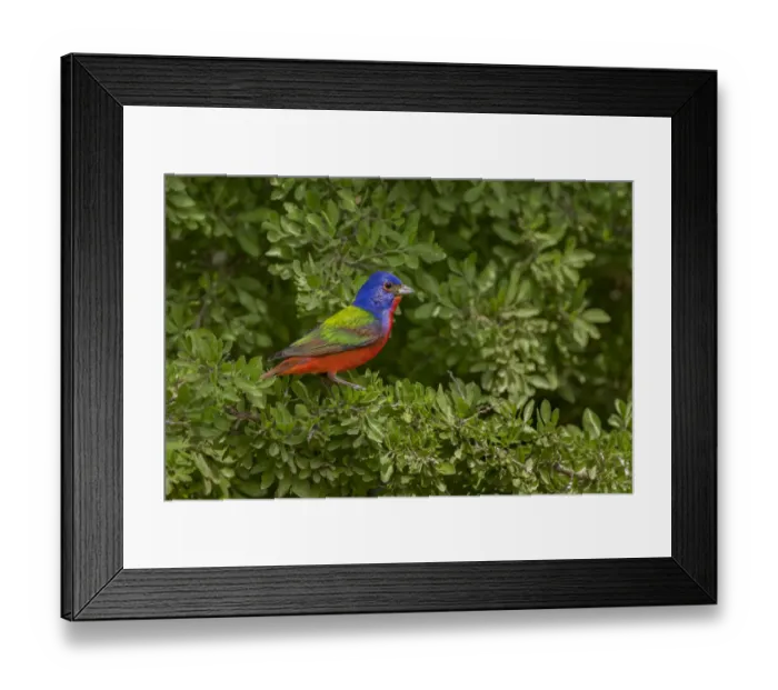 Framed Print : Painted bunting. Rio Grande Valley, Texas Framed Print : Painted bunting. Rio Grande Valley, Texas