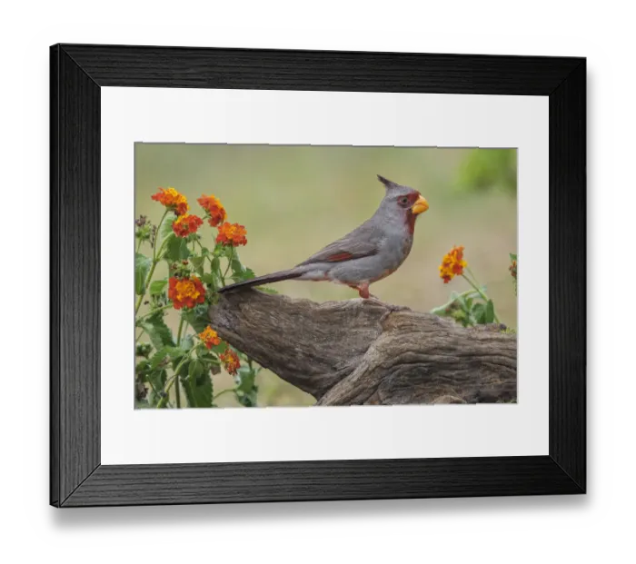 Framed Print : Pyrrhuloxia, Rio Grande Valley, Texas Framed Print : Pyrrhuloxia, Rio Grande Valley, Texas
