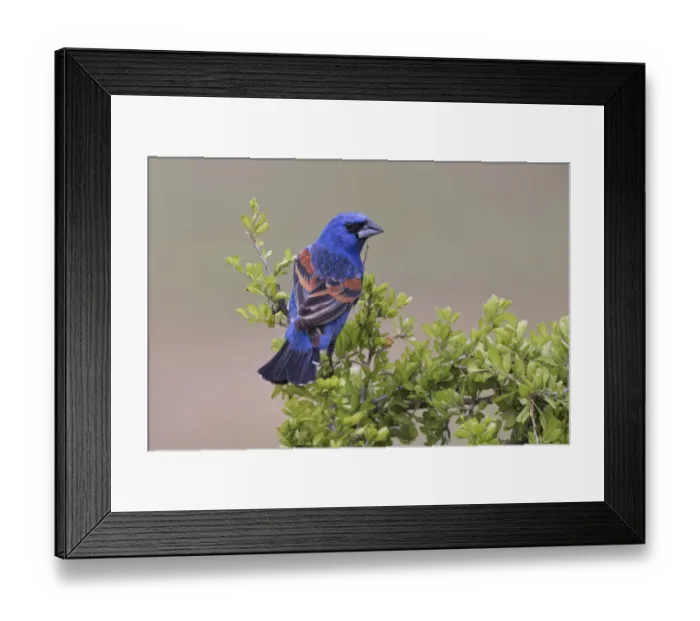Framed Print : Blue grosbeak. Rio Grande Valley, Texas Framed Print : Blue grosbeak. Rio Grande Valley, Texas