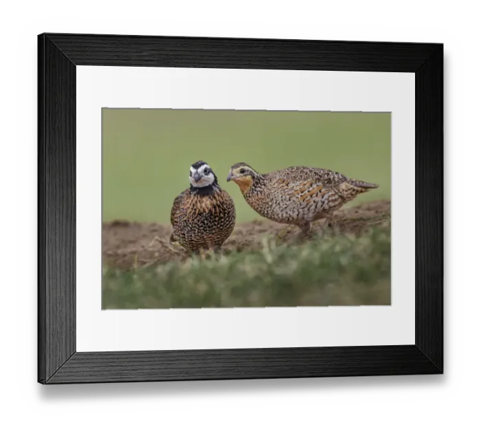Framed Print : Male and female Bobwhite, Rio Grande Valley, Texas Framed Print : Male and female Bobwhite, Rio Grande Valley, Texas