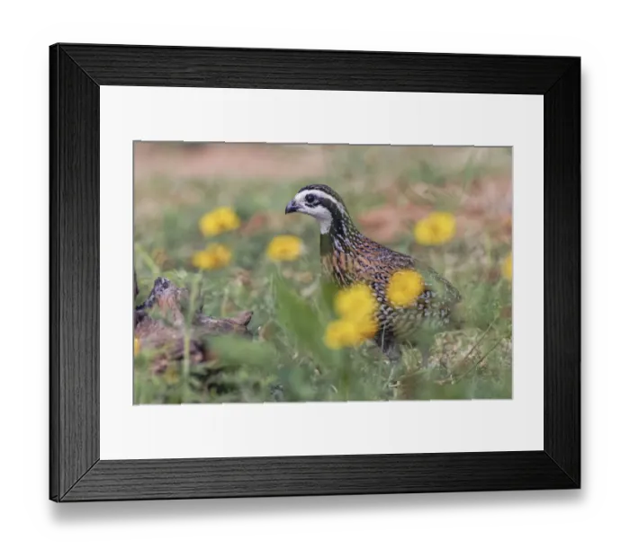 Framed Print : Male Bobwhite among flowers, Rio Grande Valley, Texas Framed Print : Male Bobwhite among flowers, Rio Grande Valley, Texas