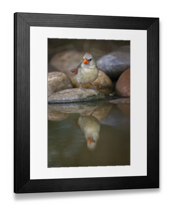 Framed Print : Female northern cardinal and reflection on small pond in the desert and reflection, Rio Grande Valley, Texas Framed Print : Female northern cardinal and reflection on small pond in the desert and reflection, Rio Grande Valley, Texas