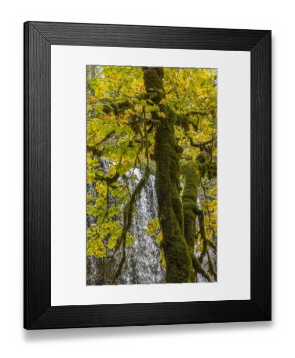 Framed Print : USA, Oregon, Silver Falls State Park. Mossy tree and Lower South Falls waterfall