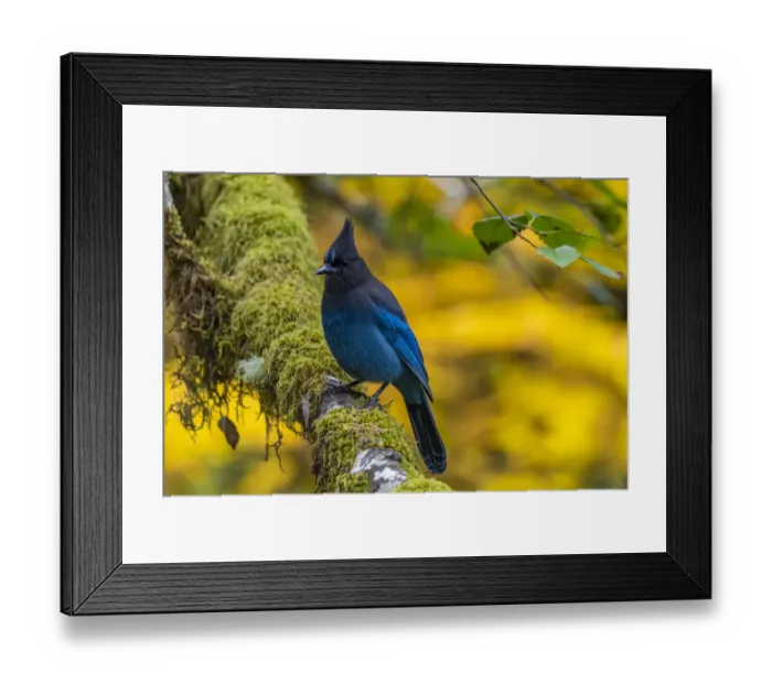 Framed Print : USA, Oregon, Silver Falls State Park. Stellers jay on branch Framed Print : USA, Oregon, Silver Falls State Park. Stellers jay on branch