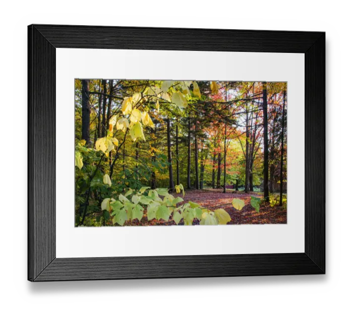 Framed Print : USA, Vermont, Morrisville, Jopson Lane. Fall foliage Framed Print : USA, Vermont, Morrisville, Jopson Lane. Fall foliage