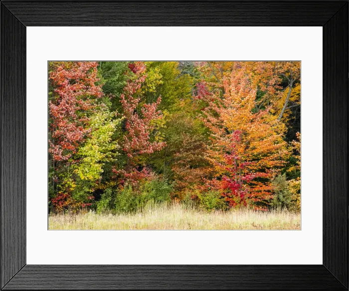 Framed Print : USA, Vermont, Morrisville. Lyle McKee Road, fall foliage Framed Print : USA, Vermont, Morrisville. Lyle McKee Road, fall foliage