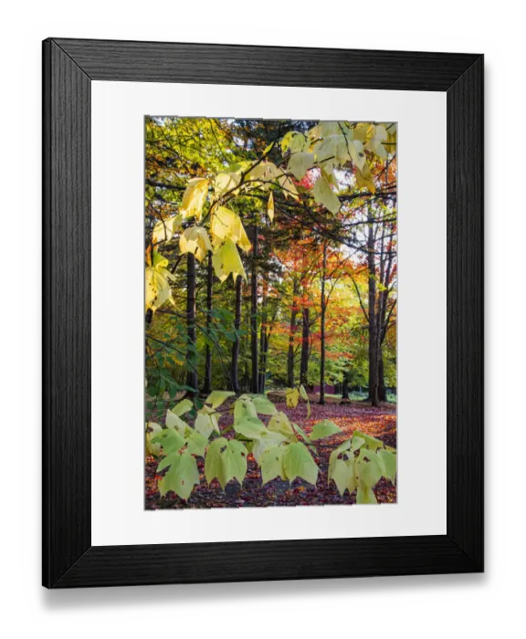 Framed Print : USA, Vermont, Morrisville, Jopson Lane. Fall foliage Framed Print : USA, Vermont, Morrisville, Jopson Lane. Fall foliage