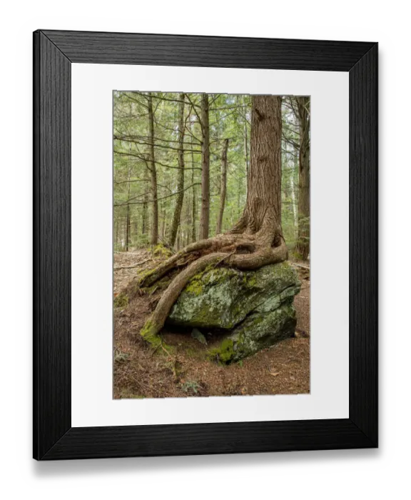 Framed Print : USA, Vermont, Morrisville. Sterling Forest, tree with roots spread over lichen covered rocks Framed Print : USA, Vermont, Morrisville. Sterling Forest, tree with roots spread over lichen covered rocks