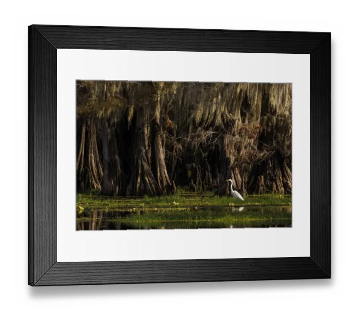 Framed Print : Bald cypress trees and Great Egret. Caddo Lake, Uncertain, Texas Framed Print : Bald cypress trees and Great Egret. Caddo Lake, Uncertain, Texas