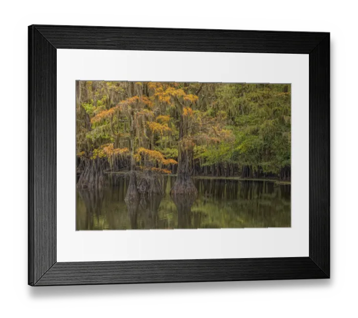 Framed Print : Bald Cypress tree draped in Spanish moss with fall colors. Caddo Lake State Park, Uncertain, Texas Framed Print : Bald Cypress tree draped in Spanish moss with fall colors. Caddo Lake State Park, Uncertain, Texas