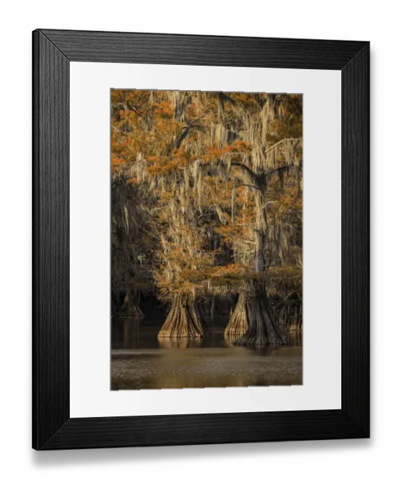 Framed Print : Bald Cypress tree draped in Spanish moss with fall colors at sunset. Caddo Lake State Park, Uncertain, Texas Framed Print : Bald Cypress tree draped in Spanish moss with fall colors at sunset. Caddo Lake State Park, Uncertain, Texas
