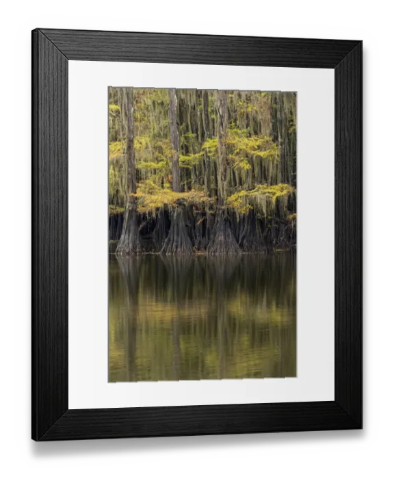 Framed Print : Bald Cypress tree draped in Spanish moss with fall colors. Caddo Lake State Park, Uncertain, Texas Framed Print : Bald Cypress tree draped in Spanish moss with fall colors. Caddo Lake State Park, Uncertain, Texas