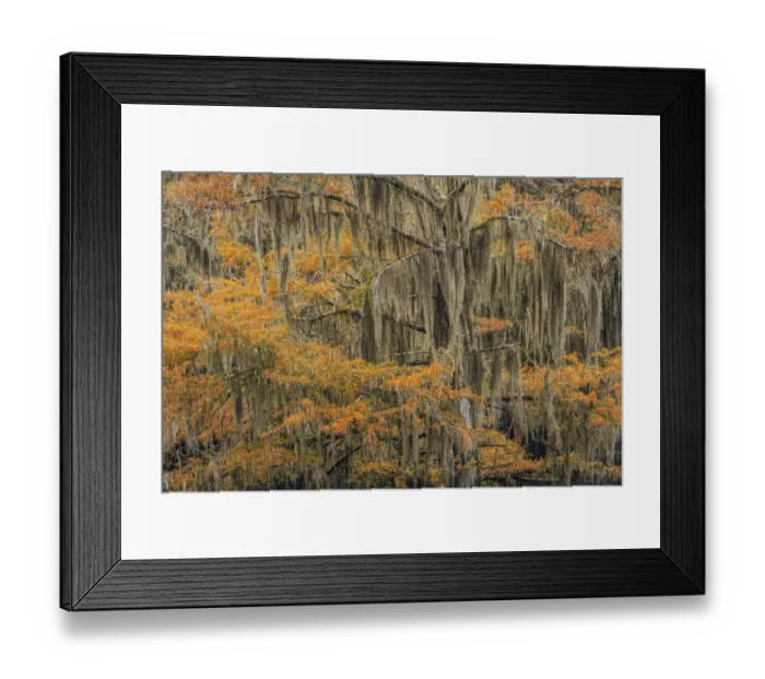 Framed Print : Bald Cypress tree draped in Spanish moss with fall colors. Caddo Lake State Park, Uncertain, Texas Framed Print : Bald Cypress tree draped in Spanish moss with fall colors. Caddo Lake State Park, Uncertain, Texas