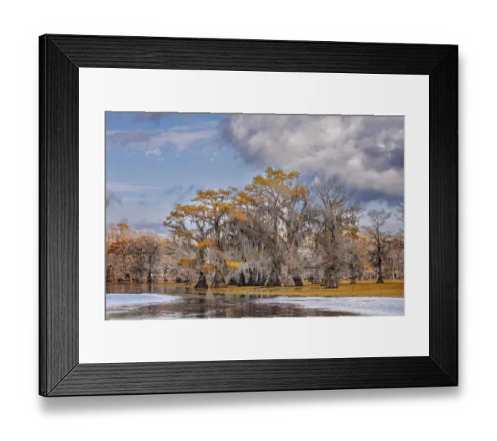 Framed Print : Bald cypress trees in autumn. Caddo Lake, Uncertain, Texas