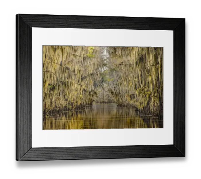 Framed Print : Bald cypress trees draped in Spanish moss in autumn lining Government Ditch. Caddo Lake, Uncertain, Texas Framed Print : Bald cypress trees draped in Spanish moss in autumn lining Government Ditch. Caddo Lake, Uncertain, Texas