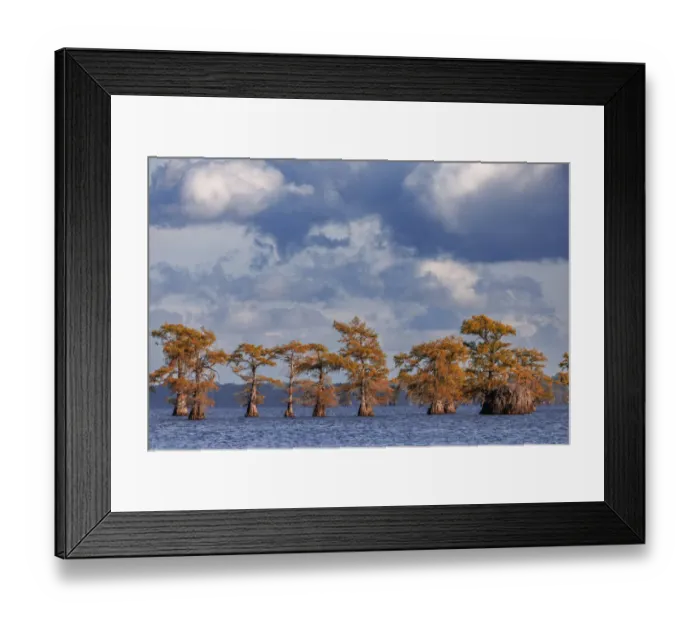 Framed Print : Bald cypress trees in autumn. Caddo Lake, Uncertain, Texas Framed Print : Bald cypress trees in autumn. Caddo Lake, Uncertain, Texas