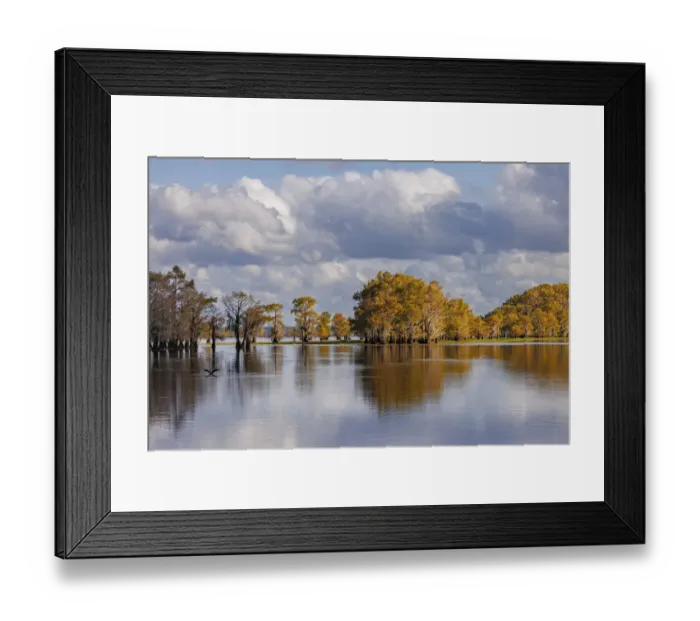 Framed Print : Bald cypress trees in autumn. Caddo Lake, Uncertain, Texas
