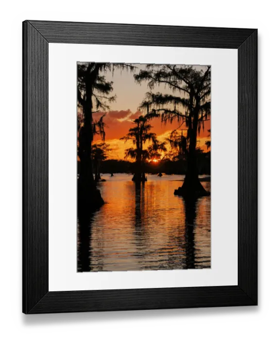 Framed Print : Bald cypress trees silhouetted at sunset. Caddo Lake, Uncertain, Texas Framed Print : Bald cypress trees silhouetted at sunset. Caddo Lake, Uncertain, Texas