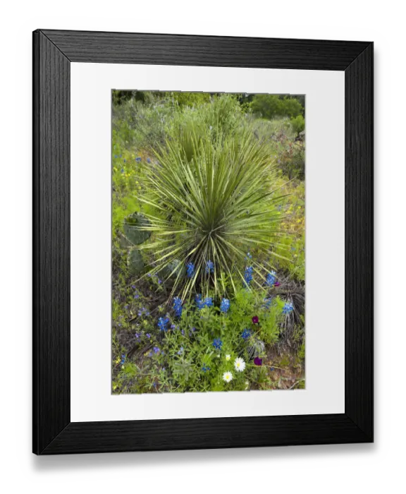Framed Print : USA, Texas, Llano County. Scenic with bluebonnets and dagger plant agave Framed Print : USA, Texas, Llano County. Scenic with bluebonnets and dagger plant agave