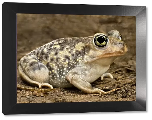 USA, Texas, Rio Grande Valley. Couchs spadefoot toad close-up