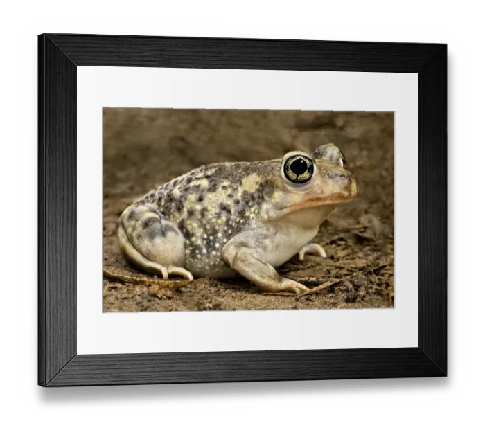Framed Print : USA, Texas, Rio Grande Valley. Couchs spadefoot toad close-up Framed Print : USA, Texas, Rio Grande Valley. Couchs spadefoot toad close-up