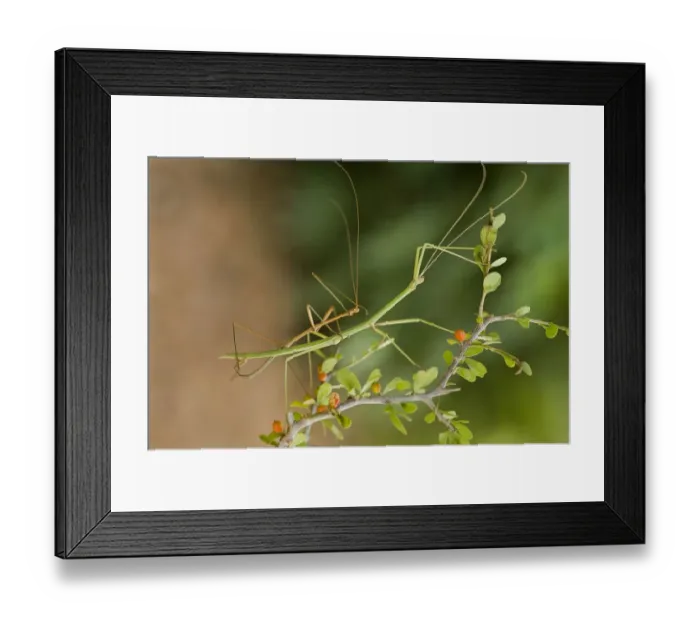 Framed Print : USA, Texas, Rio Grande Valley. Pair of northern walking sticks mating Framed Print : USA, Texas, Rio Grande Valley. Pair of northern walking sticks mating