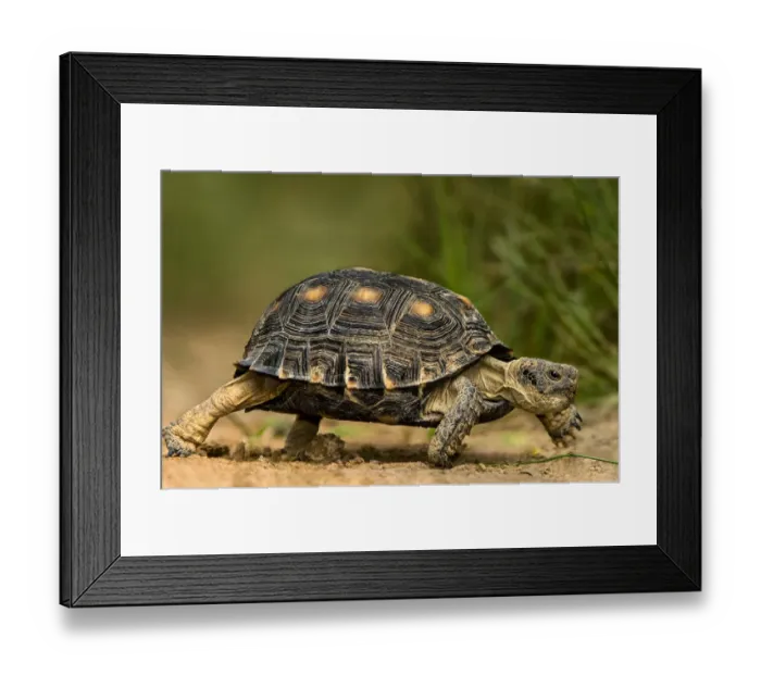 Framed Print : USA, Texas, Rio Grande Valley. Texas tortoise walking Framed Print : USA, Texas, Rio Grande Valley. Texas tortoise walking