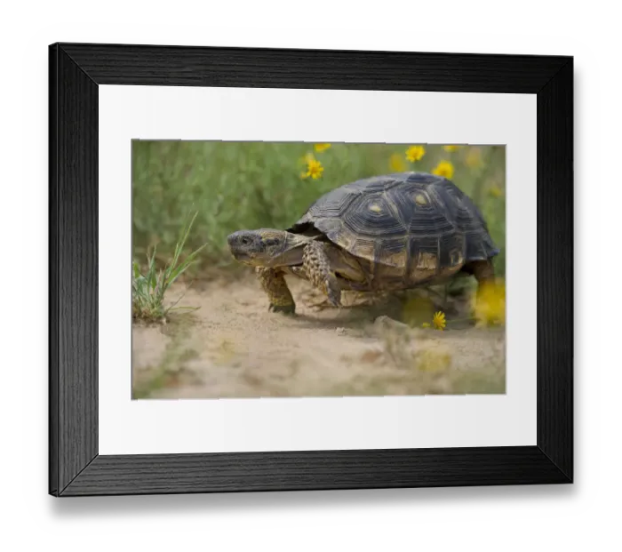 Framed Print : USA, Texas, Santa Ana National Wildlife Refuge. Texas tortoise walking Framed Print : USA, Texas, Santa Ana National Wildlife Refuge. Texas tortoise walking