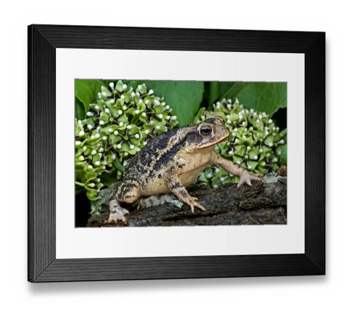 Framed Print : USA, Texas, Santa Clara Ranch. Gulf coast toad on log