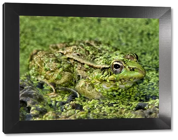 USA, Texas, Santa Clara Ranch. Leopard frog in duckweed-filled pond