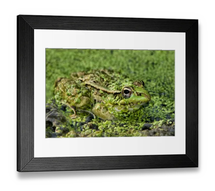 Framed Print : USA, Texas, Santa Clara Ranch. Leopard frog in duckweed-filled pond