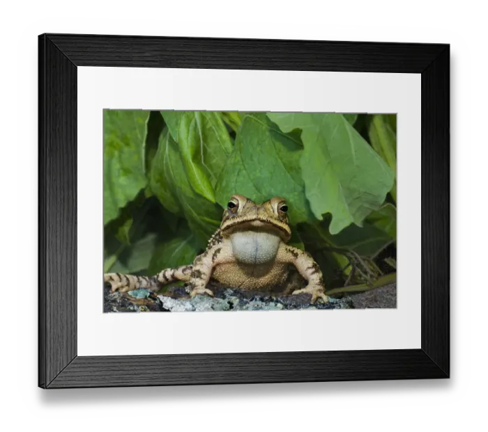 Framed Print : USA, Texas, Santa Clara Ranch. Gulf coast toad on log