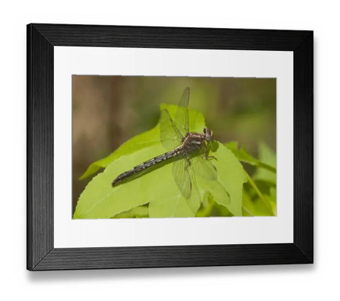 Framed Print : USA, Texas. Female ashy clubtail dragonfly on leaf Framed Print : USA, Texas. Female ashy clubtail dragonfly on leaf