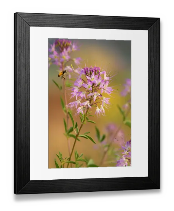Framed Print : USA, Utah. Honey bee hovers over beeweed flowers in springtime Framed Print : USA, Utah. Honey bee hovers over beeweed flowers in springtime