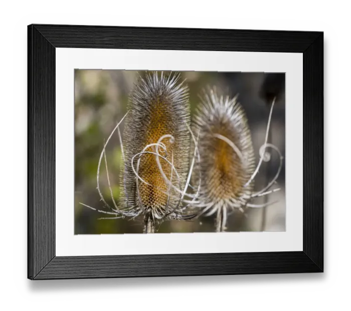 Framed Print : USA, Utah. A pair of dried thistle heads Framed Print : USA, Utah. A pair of dried thistle heads