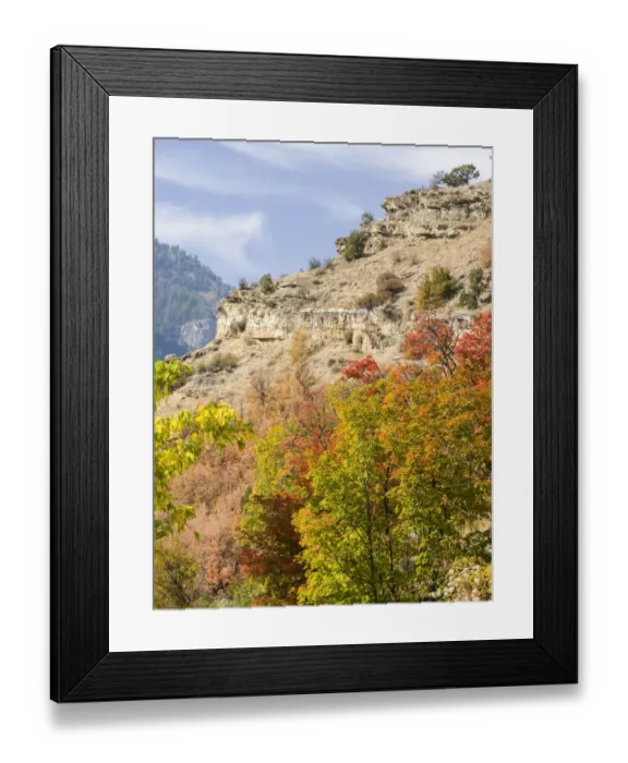 Framed Print : USA, Utah. Fall color with aspens along Logan Canyon Framed Print : USA, Utah. Fall color with aspens along Logan Canyon