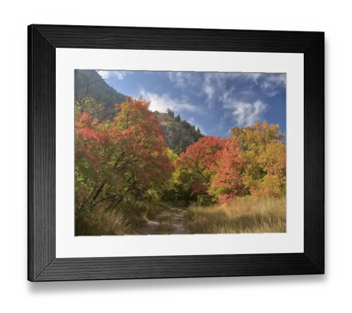Framed Print : USA, Utah. Fall color with aspens along Logan Canyon Framed Print : USA, Utah. Fall color with aspens along Logan Canyon